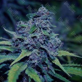 Sweet Purple feminised Paradise Seeds