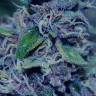 мощные семена конопли Sweet Purple feminised Paradise Seeds