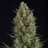 семена конопли индика Wembley feminised Pyramid Seeds