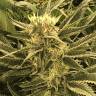 семена конопли для выращивания Wembley feminised Pyramid Seeds