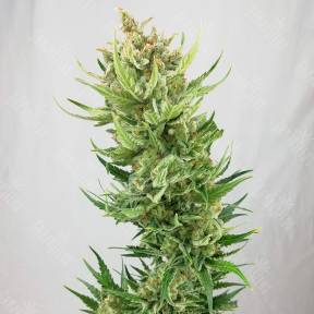 Sweet Amnesia Haze feminised Sweet Seeds