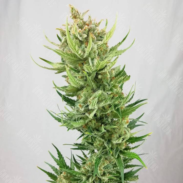 семена конопли Россия Sweet Amnesia Haze feminised Sweet Seeds