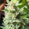 Семена конопли Auto Mandarine XXL feminised Ganja Seeds