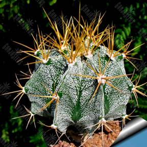 Astrophytum ornatum var. mirbelii