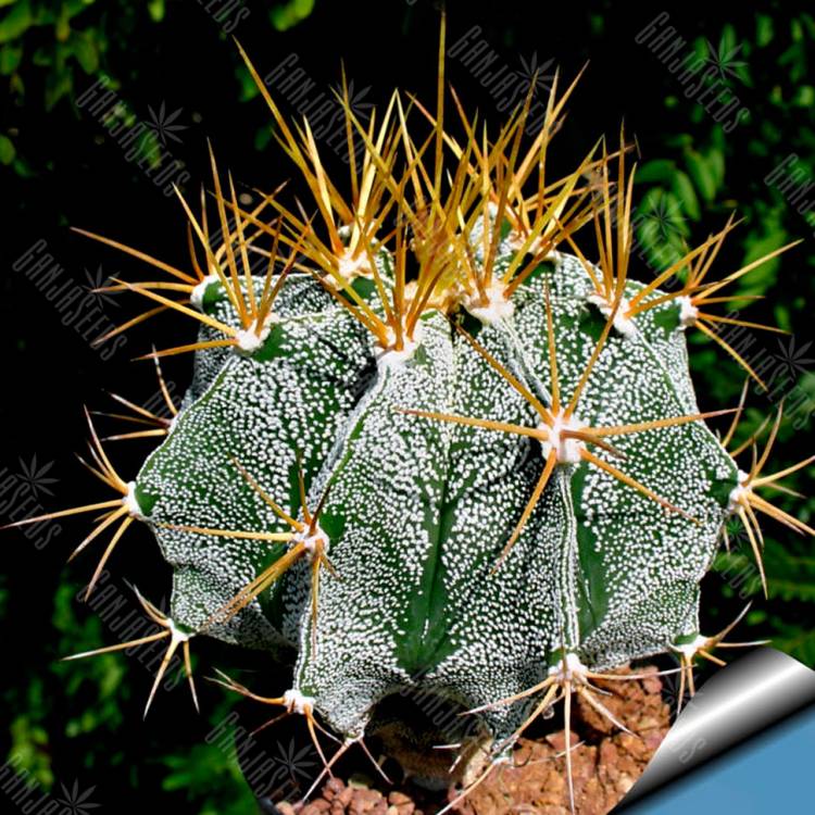 Семена кактуса Astrophytum ornatum var. mirbelii