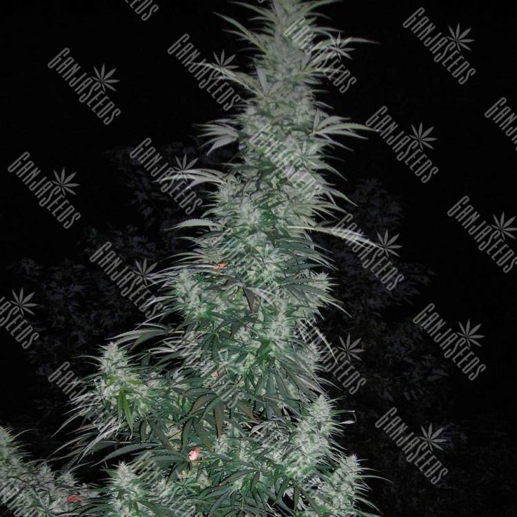 Auto Panama Lime feminised Ganja Seeds купить семена каннабиса в интернет-магазине