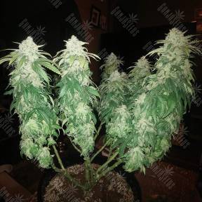 Afghan feminised Ganja Seeds