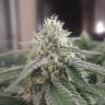 семена индийской конопли Afghan feminised