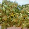 Auto Skaar feminised GanjaVIP Seeds Auto Skaar feminised GanjaVIP Seeds