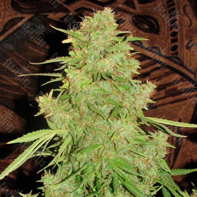 Auto Skaar feminised GanjaVIP Seeds Auto Skaar feminised GanjaVIP Seeds