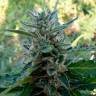 Auto Skaar feminised GanjaVIP Seeds Auto Skaar feminised GanjaVIP Seeds