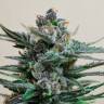 Auto Skaar feminised GanjaVIP Seeds Auto Skaar feminised GanjaVIP Seeds
