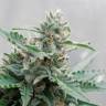 Auto Skaar feminised GanjaVIP Seeds Auto Skaar feminised GanjaVIP Seeds
