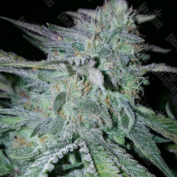 семена индийской конопли Alaskan Ice feminised Green House Seeds
