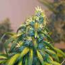 семена конопли в фирменной упаковке Alaskan Ice feminised Green House Seeds