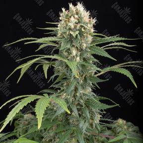 Blue Thai feminised Dinafem Seeds