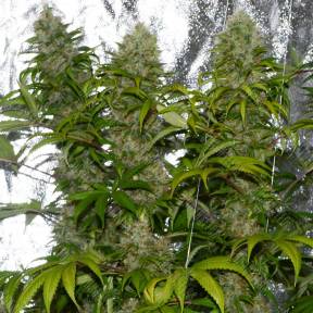 La Blanca regular Ganja Seeds