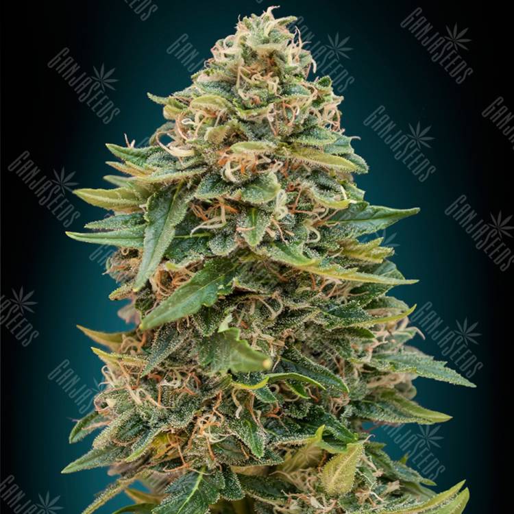 семена конопли Auto Skunk 47 feminised Advanced Seeds