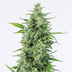 Auto OG Kush feminised Dinafem Seeds