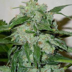 Auto Chronic Ryder feminised Doctors Choice