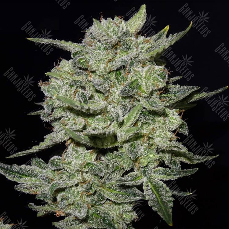 семена индийской конопли Auto Lemon AK feminised Fast Buds