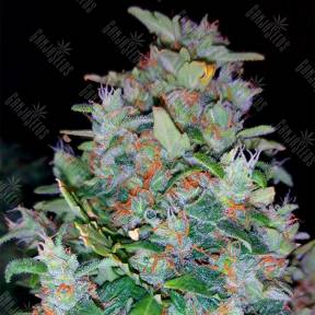White Widow feminised Pyramid Seeds