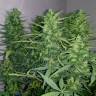 семена конопли аутдор White Widow feminised Pyramid Seeds