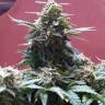 семена конопли наложенным платежом Sweet Cheese F1 Fast Version feminised Sweet Seeds