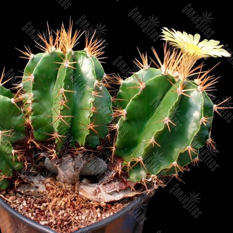Семена кактуса Astrophytum ornatum var. glabrescens Семена кактуса Astrophytum ornatum var. glabrescens