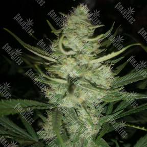 Auto Gelato feminised Ganja Seeds