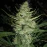 Auto Gelato fem купить семена каннабиса данного сорта