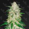 Auto Gelato fem купить семена каннабиса по выгодной цене