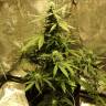 семена конопли феминизированные Auto Big Bang feminised