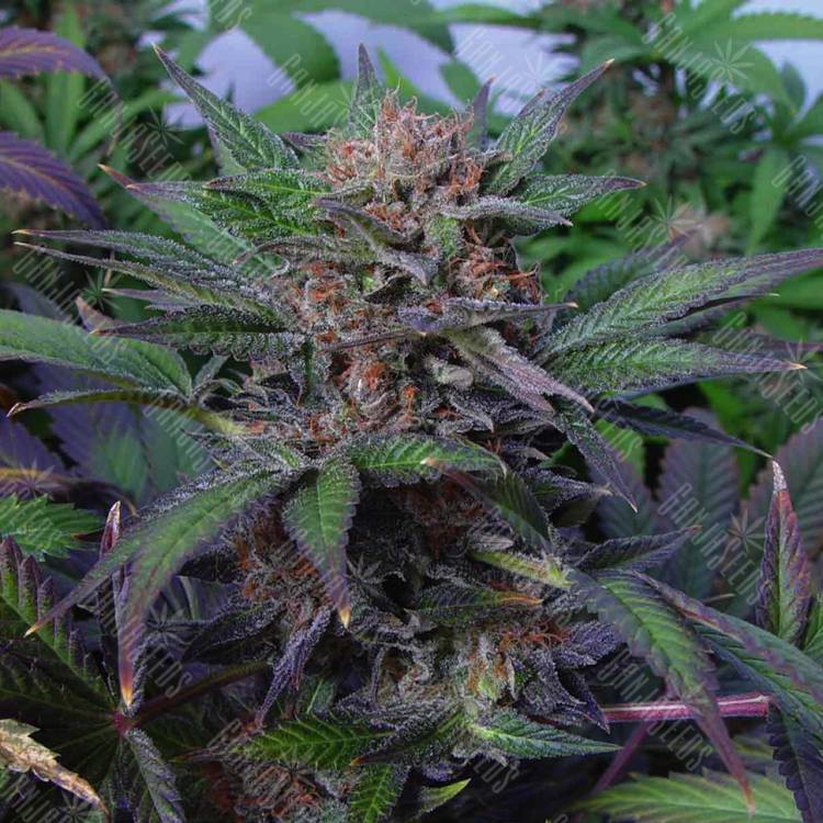 семена конопли для выращивания Auto Somango x Blueberry feminised