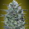 Himalaya Blue Diesel feminised Ganja Seeds