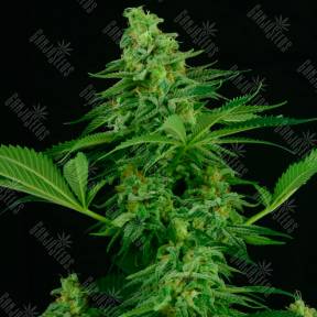 Auto Critical feminised Ganja Seeds