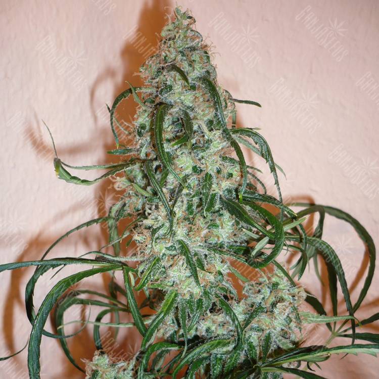 семена сортовой конопли Super Lemon Haze feminised Green House Seeds семена сортовой конопли Super Lemon Haze feminised Green House Seeds