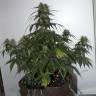 семена конопли Auto Alakol feminised Bang Seeds