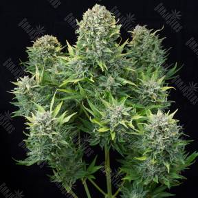 Auto White Cheese feminised Dinafem Seeds