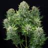 семена конопли для выращивания Auto White Cheese feminised Dinafem Seeds