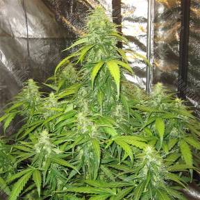 Auto Devotchka feminised Doctors Choice