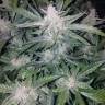 семена конопли для курения Auto Mexican Airlines feminised Fast Buds