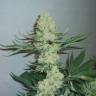 семена культурной конопли купить Three Blue Kings feminised Humboldt Seeds