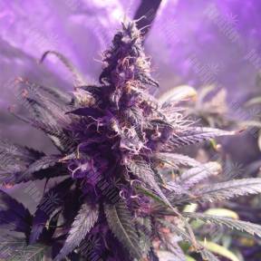 Three Blue Kings feminised Humboldt Seeds