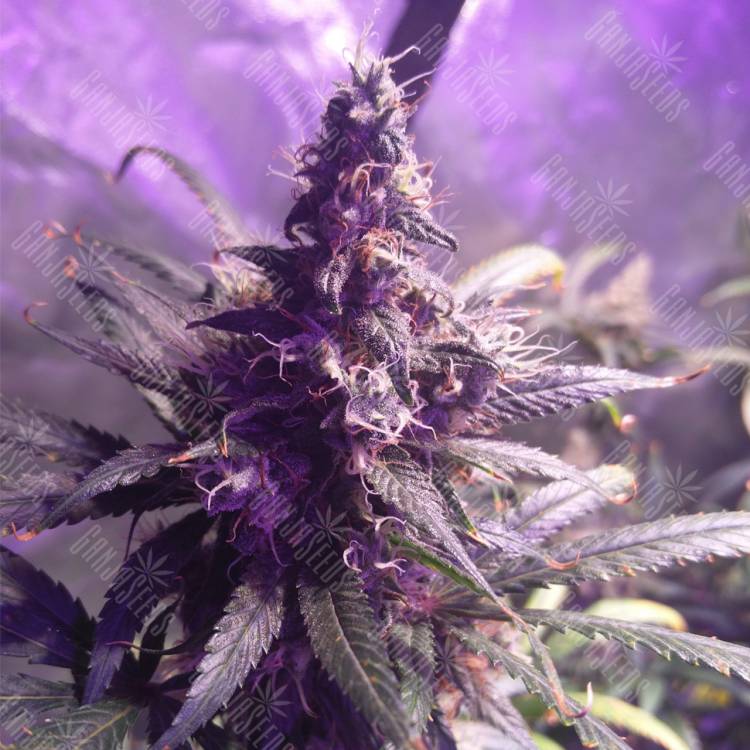 семена конопли в России Three Blue Kings feminised Humboldt Seeds