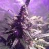 семена конопли в России Three Blue Kings feminised Humboldt Seeds