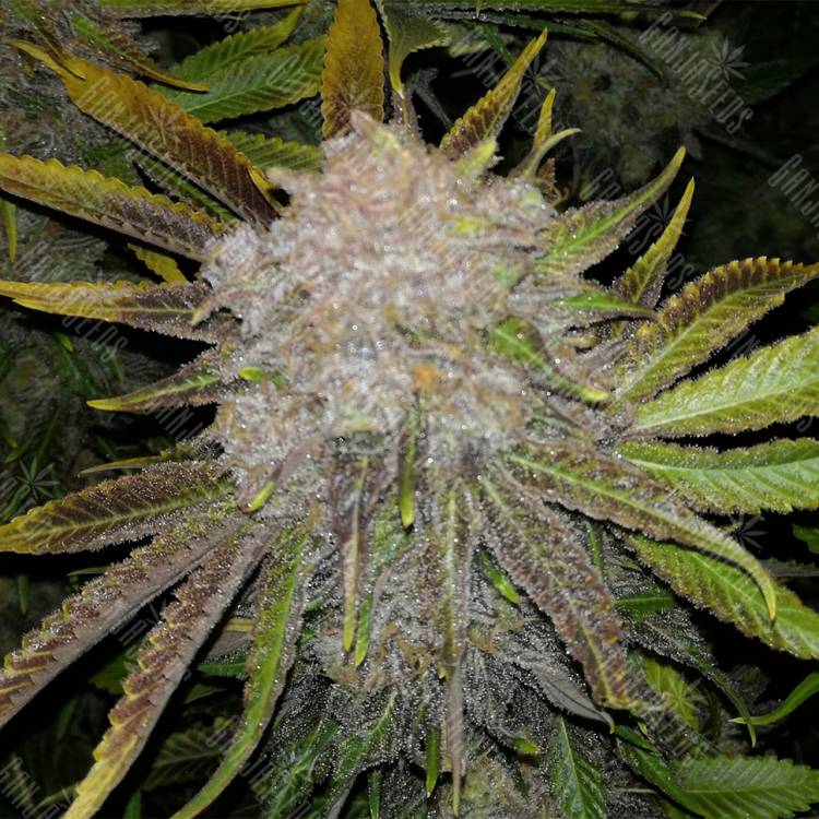 семена конопли феминизированные Wappa feminised Paradise Seeds
