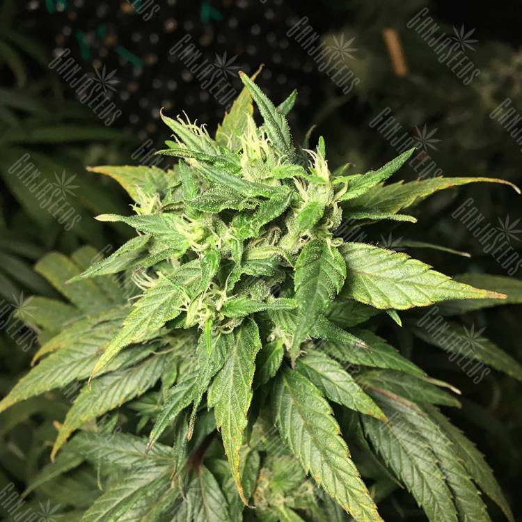 заказать качественные семена конопли Dance World CBD feminised Royal Queen