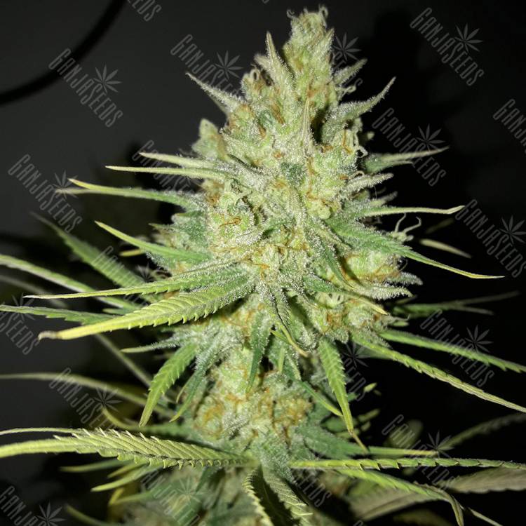 где можно заказать семена конопли Sweet Cheese feminised Sweet Seeds