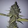 семена конопли курьером Sweet Cheese feminised Sweet Seeds